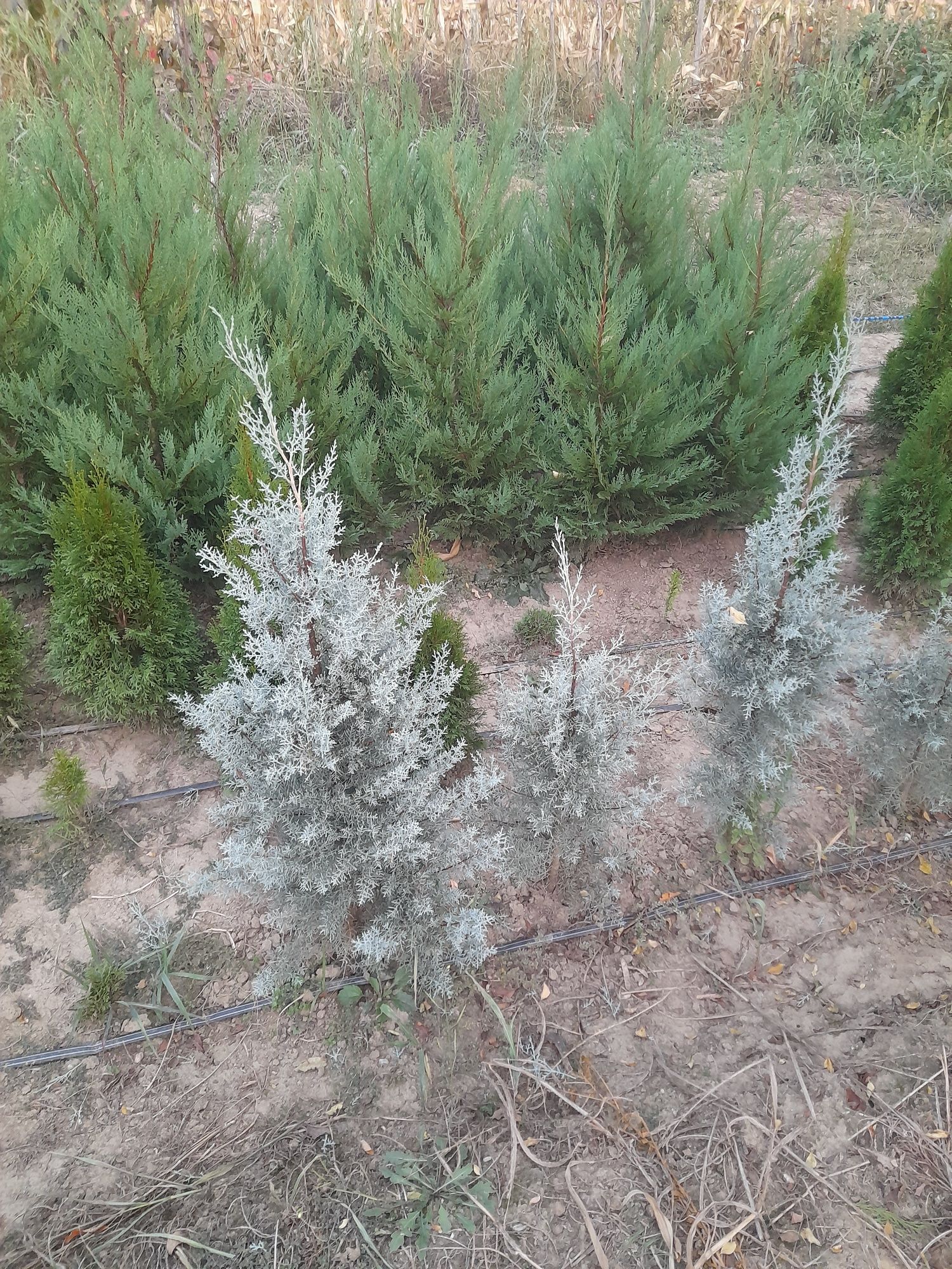 Mesteacăn tei stejar carpen tuia leylandii etc