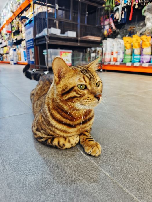 Бенгальская F2 привазной