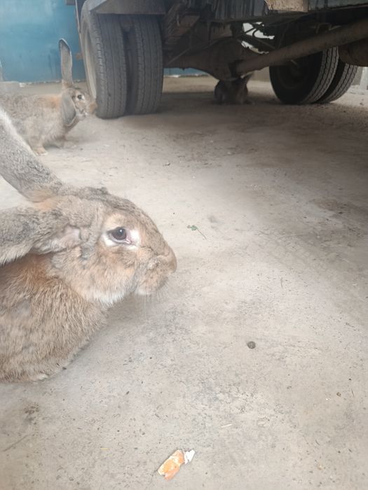 К, уйонлар сотилади