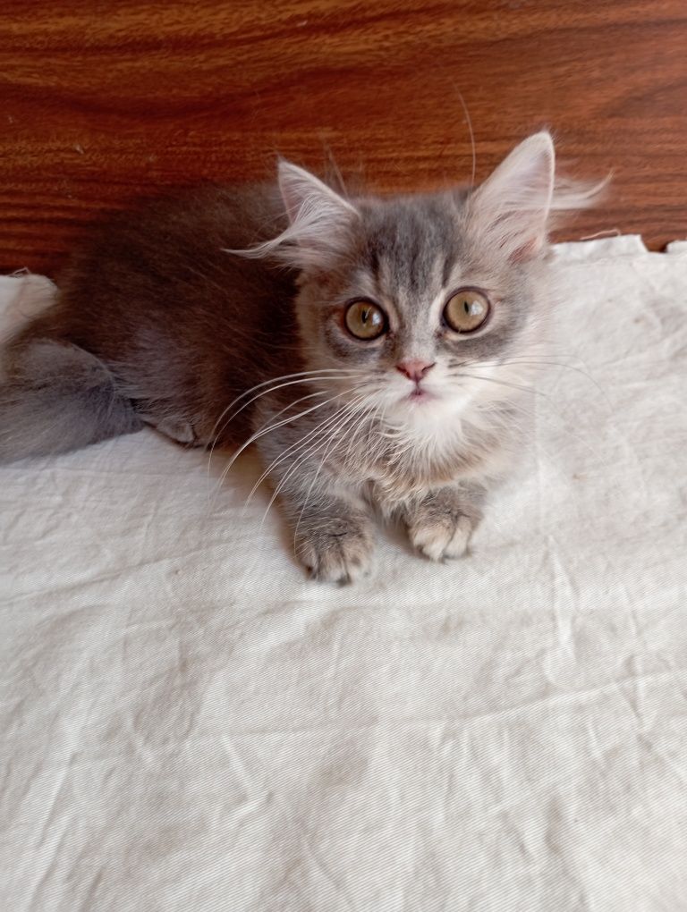 Котёнок Манчкин дев. 4 мес.