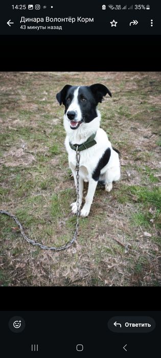 Щенок в дар хорошим людям