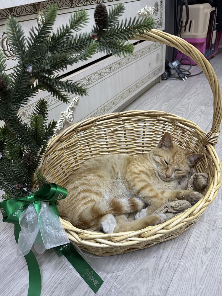 Кошка скоттиш страйт