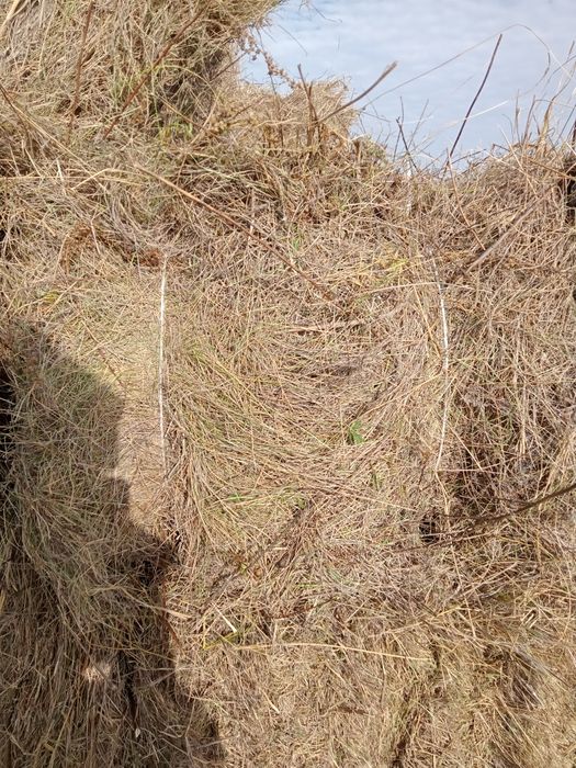 Продам сено лесное разнотравье . Доставка договорная .