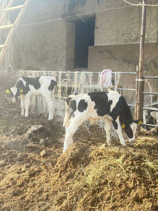 Nimetiski golshten hôkizchalar sotiladi