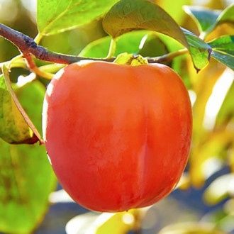 Kaki rojo briliante