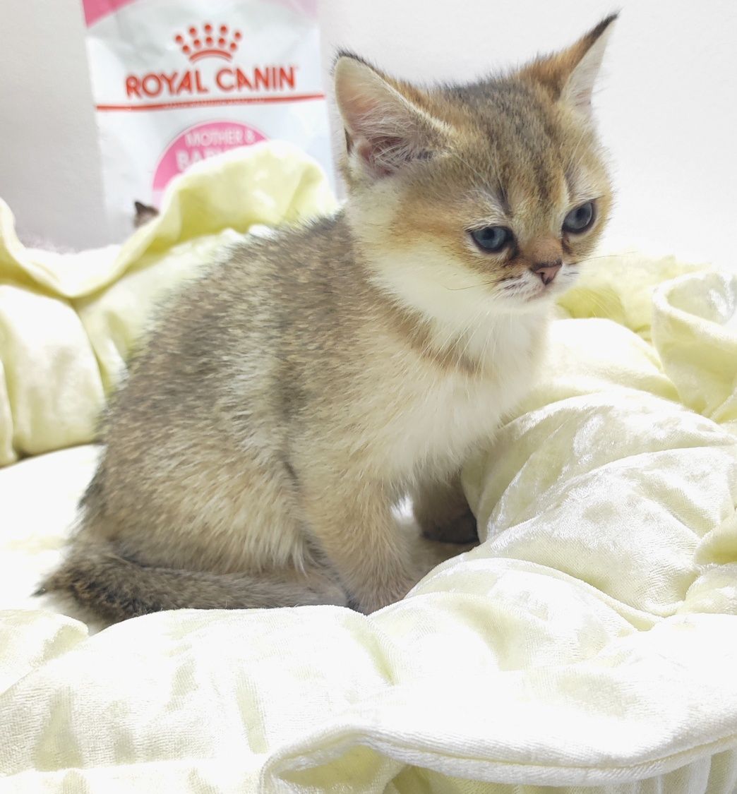 кОтиК и кОшеЧка БрИтанСкие