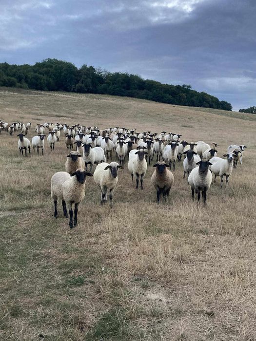 Vând oi țigăi 40 bucăți