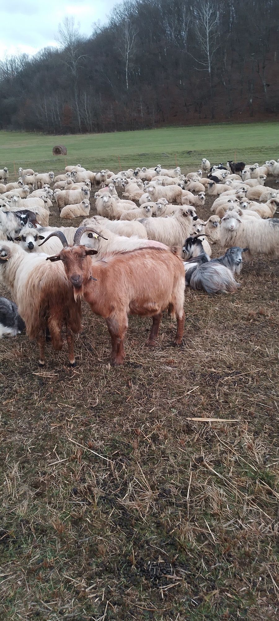 Vând 20 capre  sau schimb pe oi sau jurinca caprele vin cu iezi