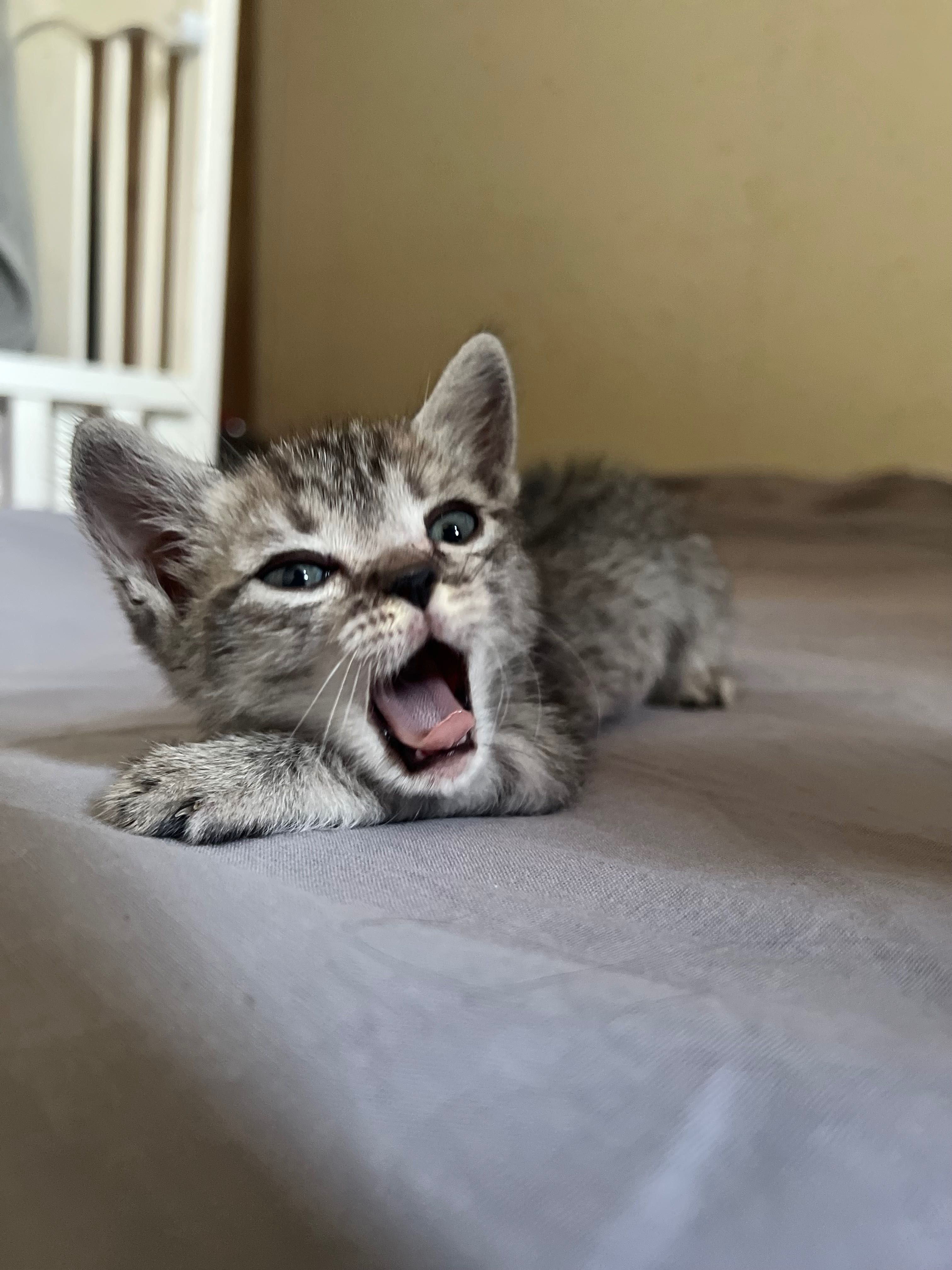 Котенок ищет добрые руки