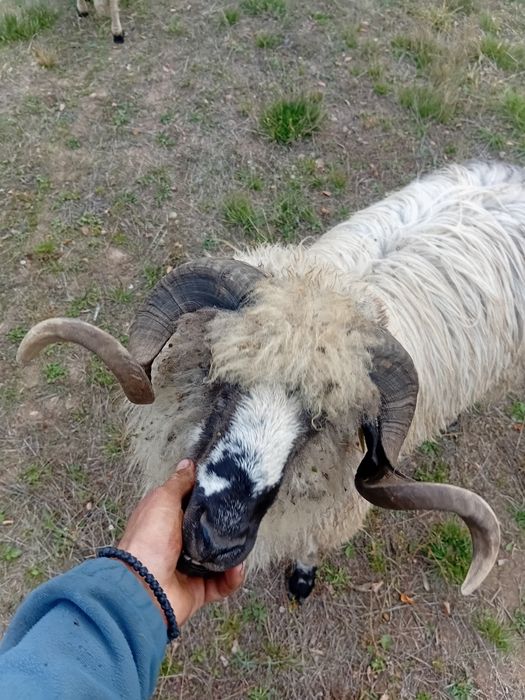 Vand berbec mior breaz