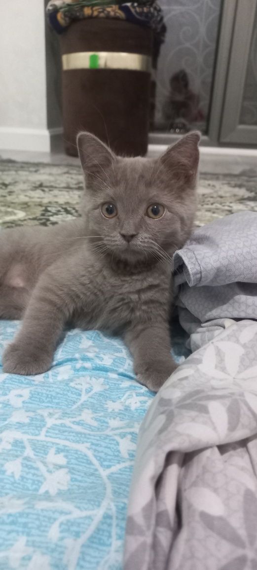 Scottish fold mushugi