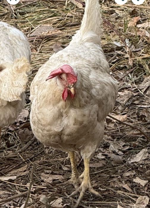 Продам курей - несушек породы Легорн