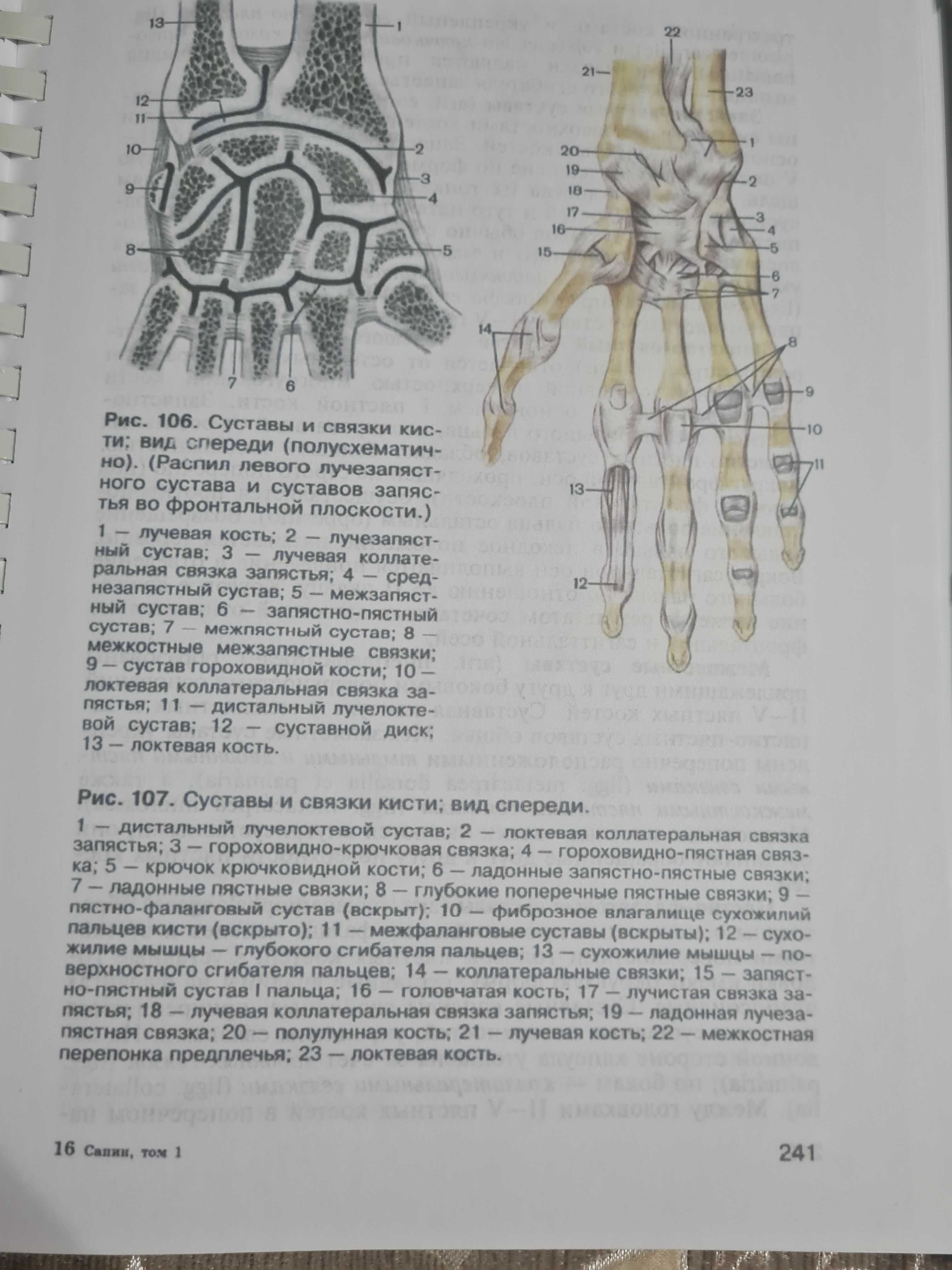 Анатомия человека Сапин