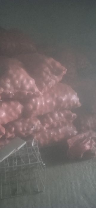 Продам картофель
