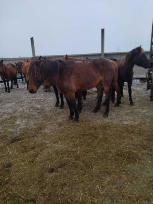 Продам байтал за 600 000 тнг