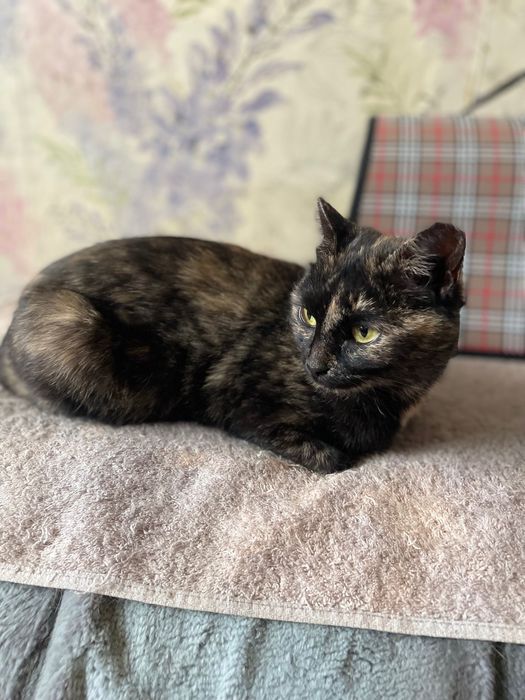 Стерилизованная ласковая кошка-мышелов нуждается в доме!