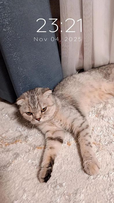 Toza Zotor Mushuk nomi Scottish fold