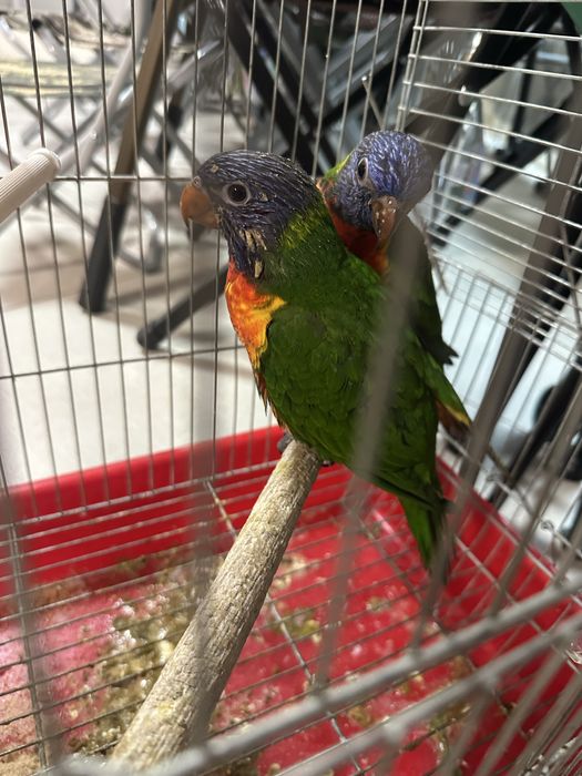 Свободна двойка папагали двойка мъжко и женско ръчно хранени