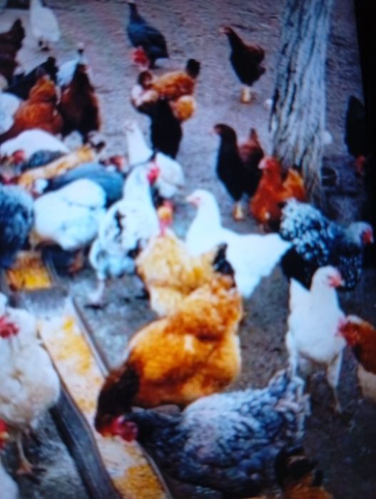 Vind puicuțe de rasă Brahman foarte frumoase