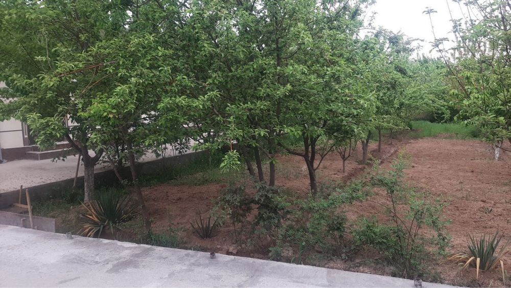 Янгийўлда арзон ҳовли сотилади !