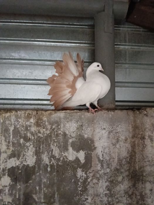 Голуби продам желто хвостая