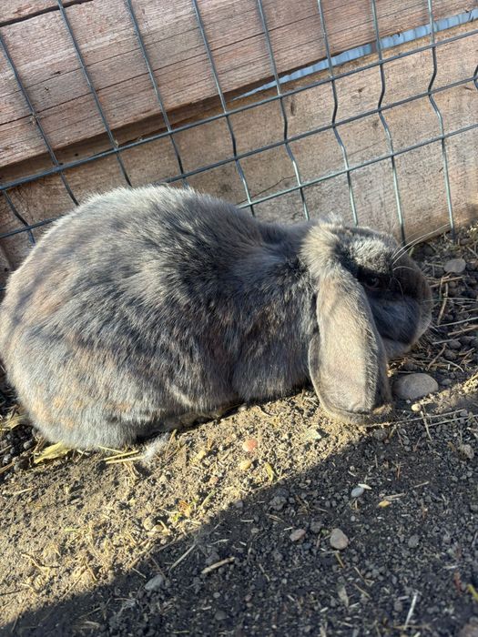 Vand iepurași berbec german