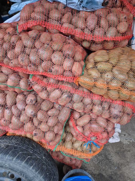 Vand cartofi pentru consum si animale