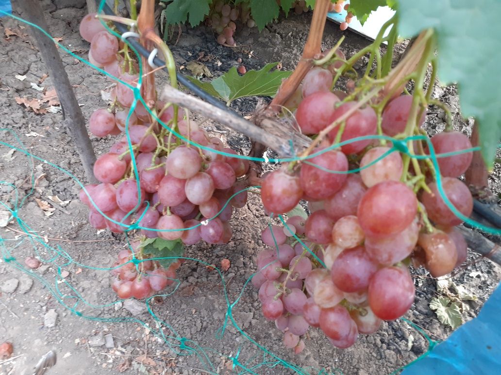 Продам саженцы  винограда