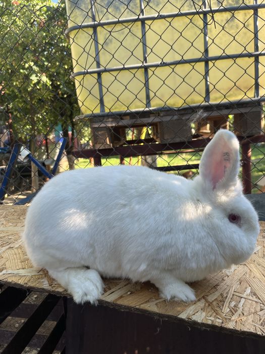 femele neozeelandez alb