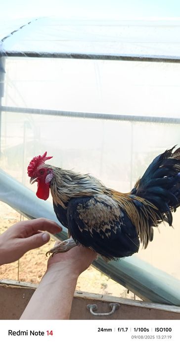 Samurayski shabo horazlari sotiladi