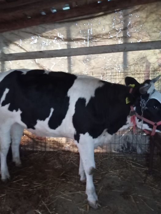 Vaca de vanzare-1 an și 5 luni