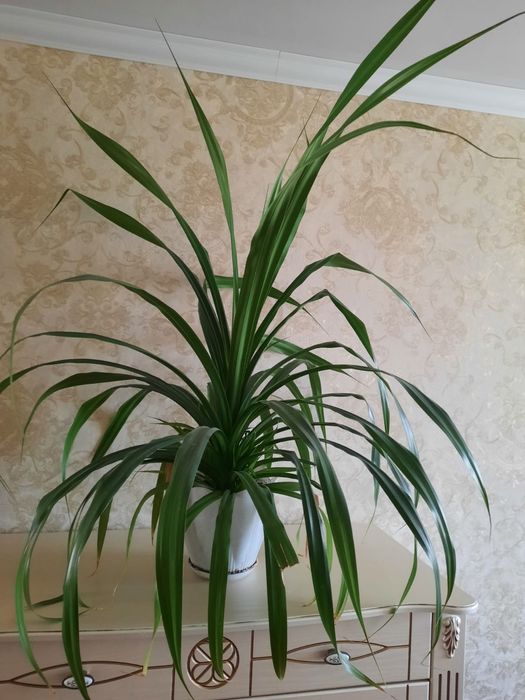 Продам пальму панданус