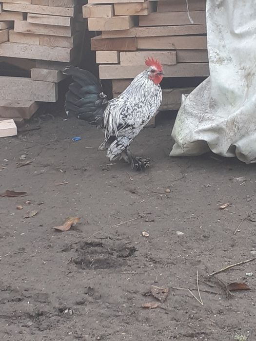 Mii de flori cocoși