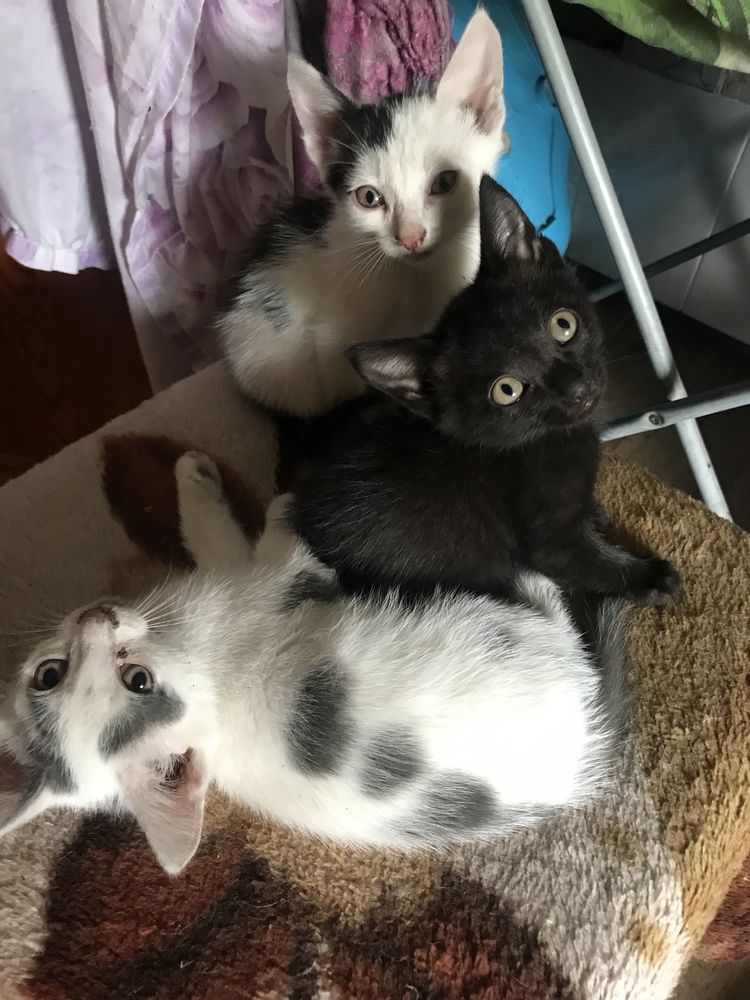 Отдам котят в добрые руки