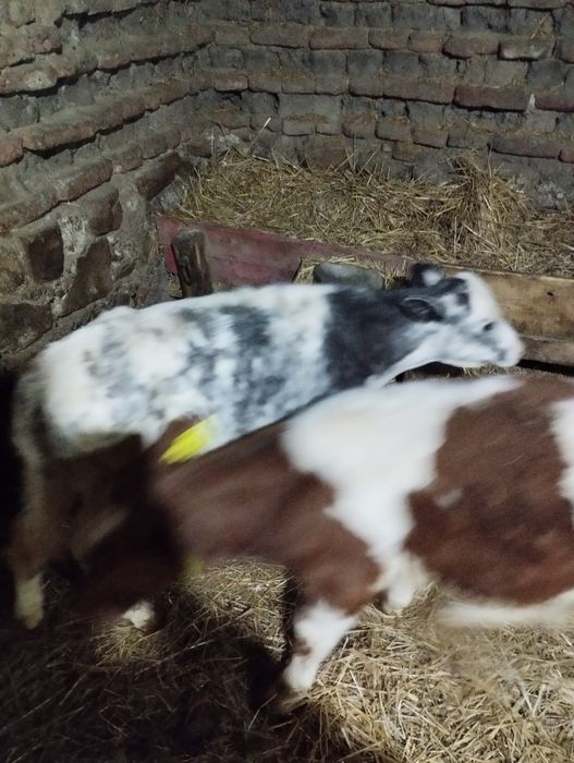 Vând doi vitei înțarcati