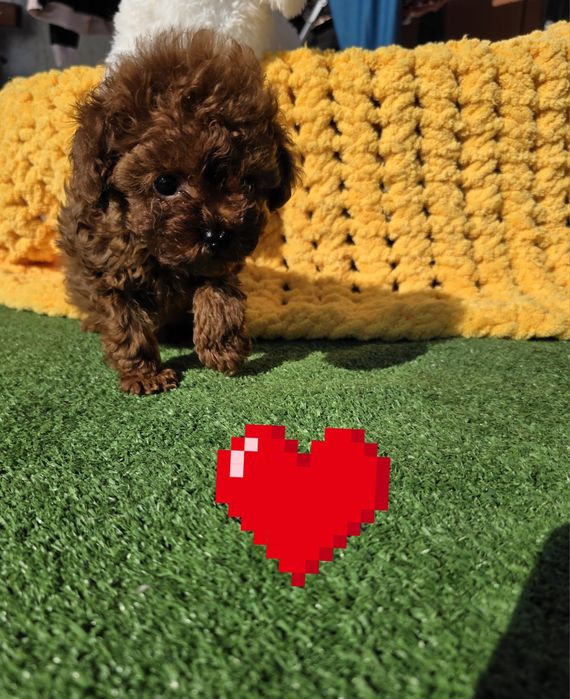 Резервиран !Тийкъп момче/ Tea cup/ с документ за произход