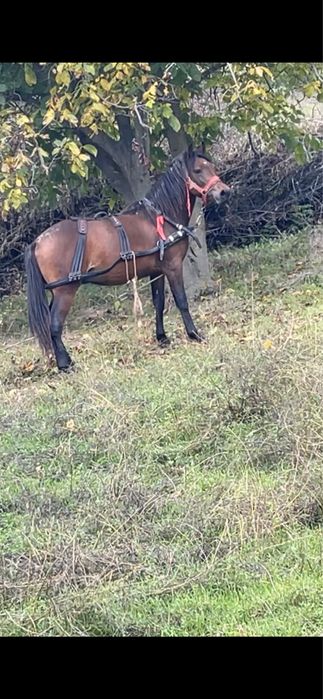 Vând mânz de 2 ani‼️‼️