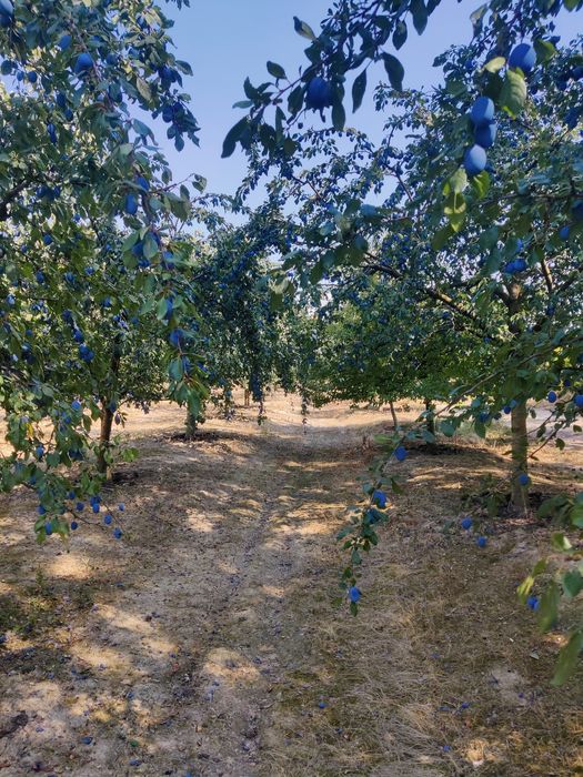 Prune de vânzare