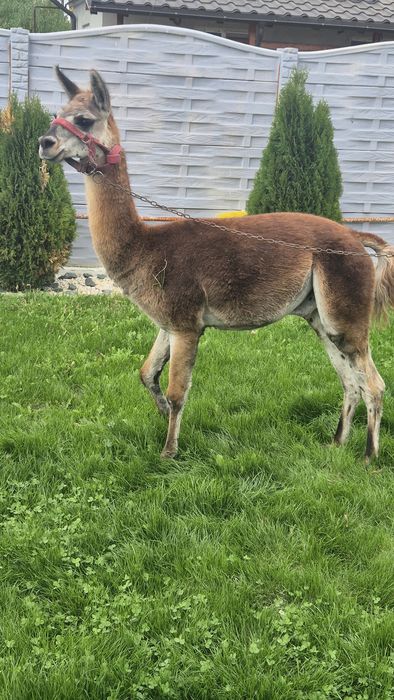 Mascul lama si mascul alpaca