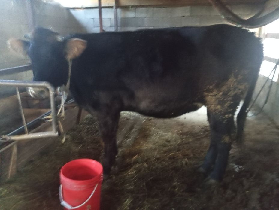 Тёлка Алатауской породы.