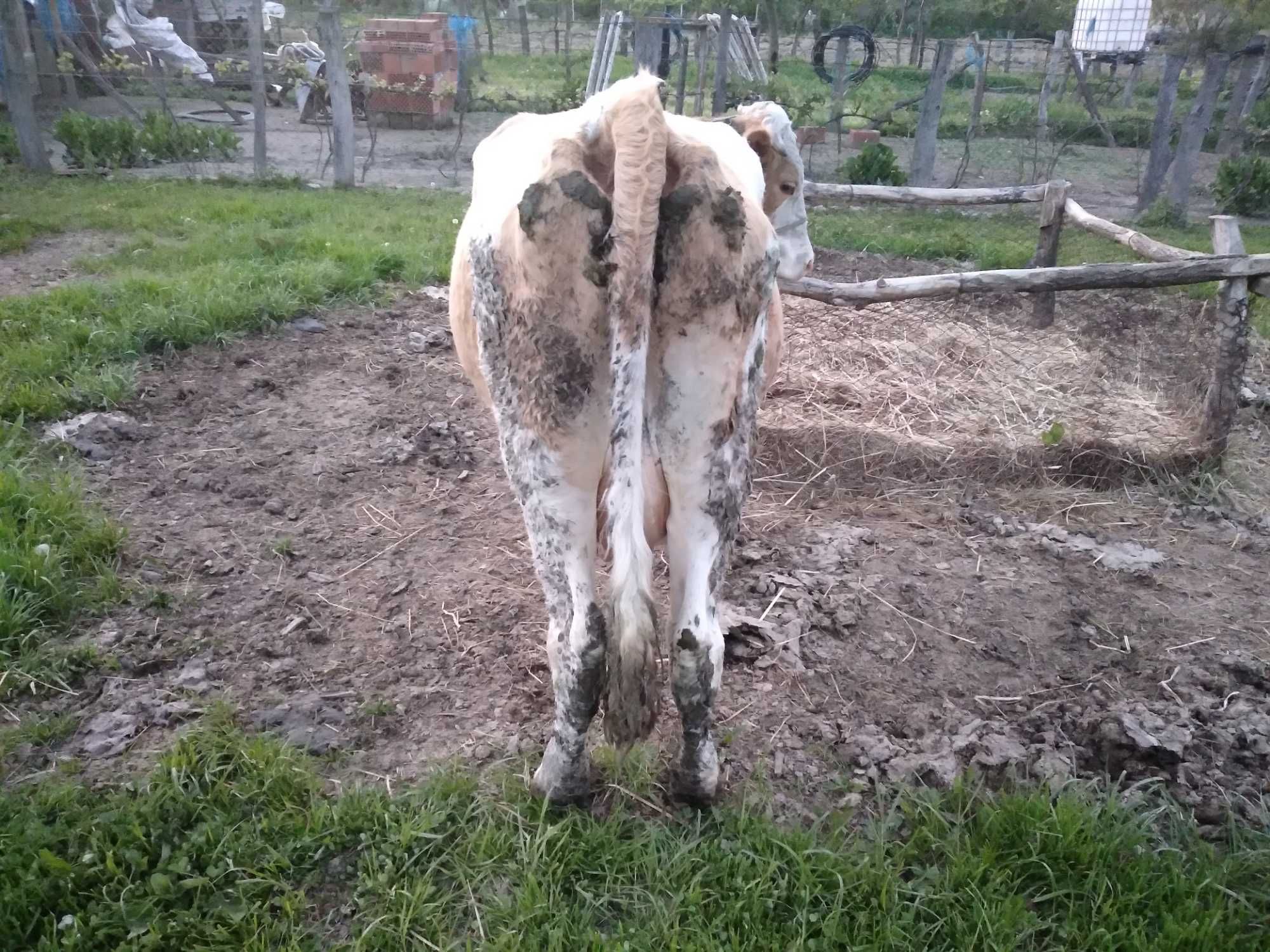 Vaca baltata 5 ani, 22l lapte