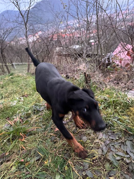 Doberman catelusa 4 luni donatie