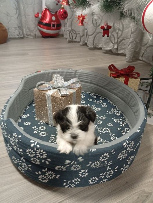 Caine de talie mica shitzu