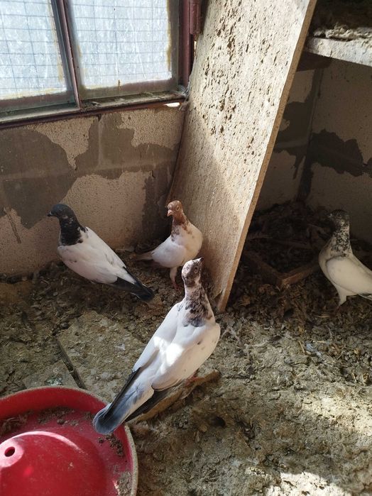 Продавам гълъби млади