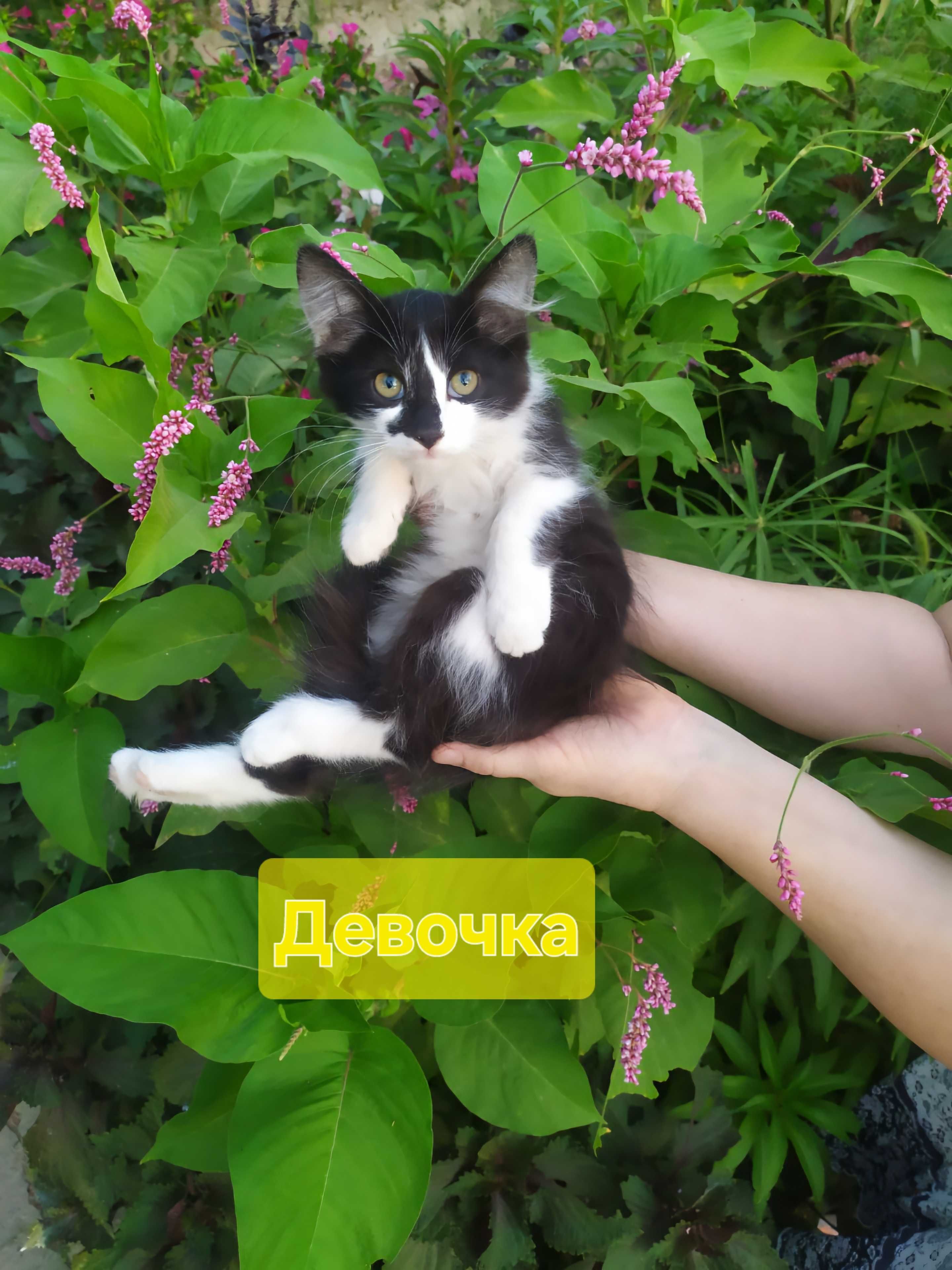 Красивые котята ищут теплый дом и добрые руки
