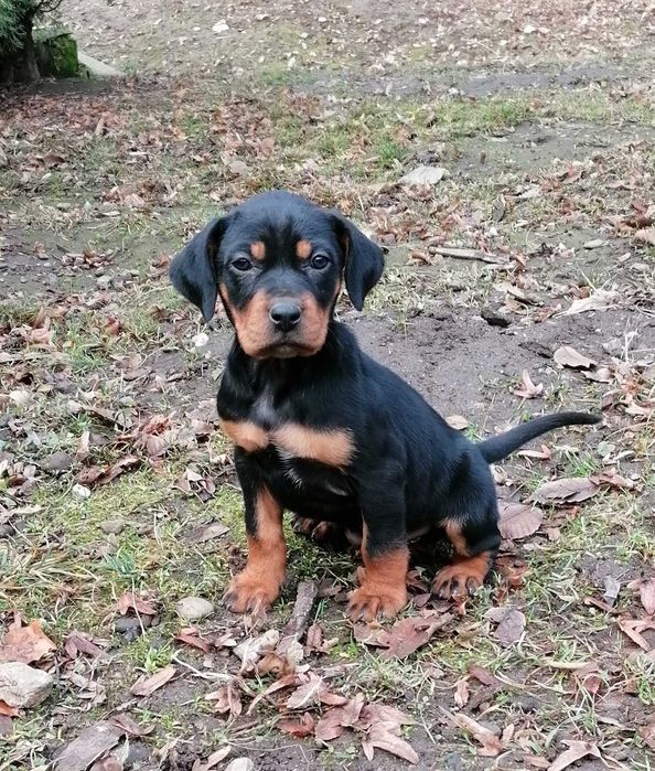 Femela copoi ardelenesc