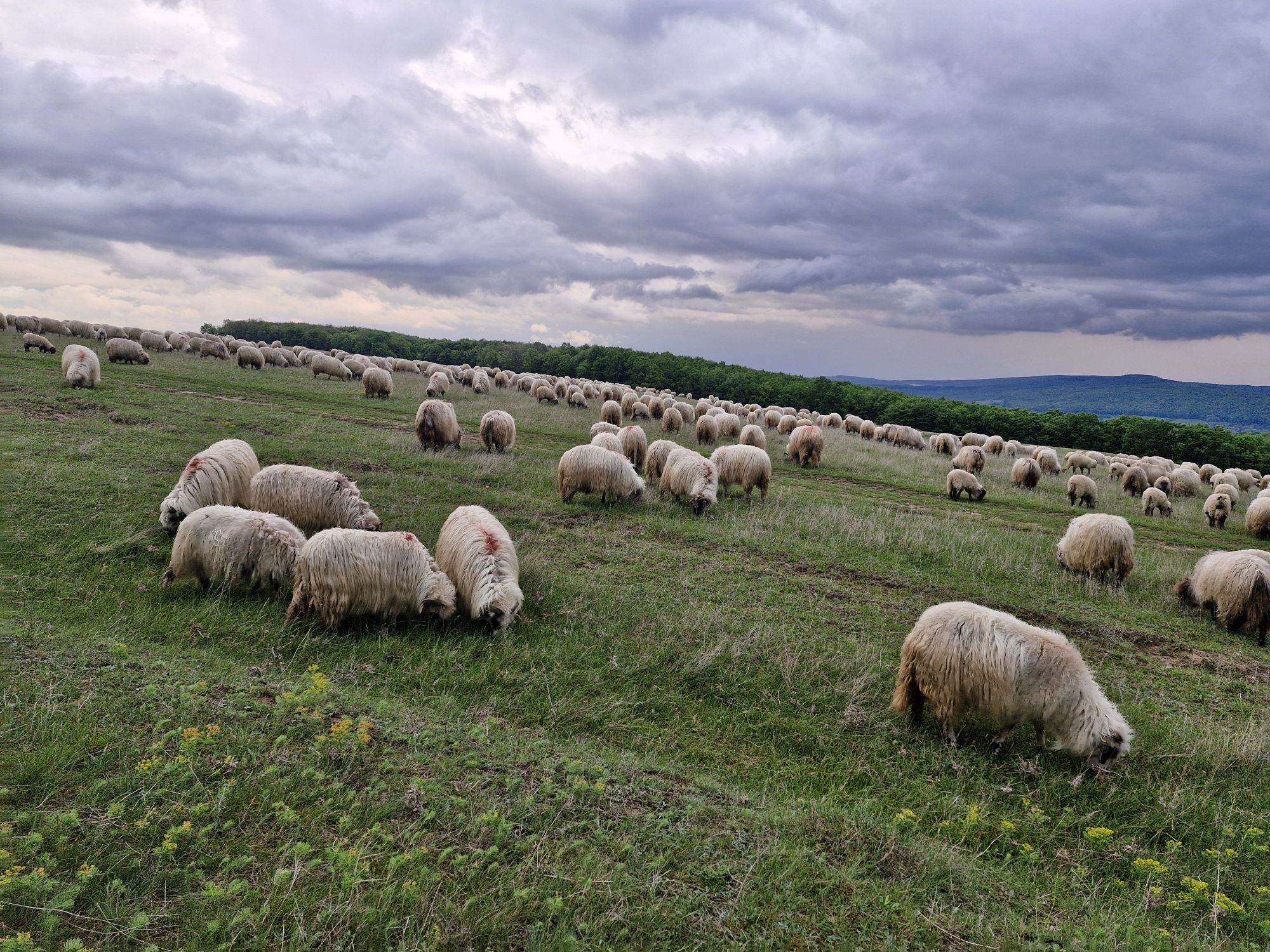 ‼️De vânzare ‼️350 de bucăți