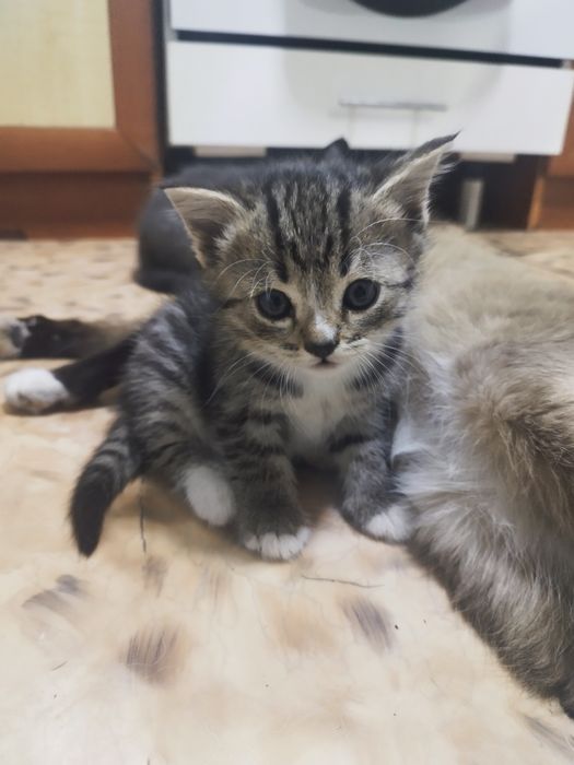 Отдам КОТЁНКА, бесплатно