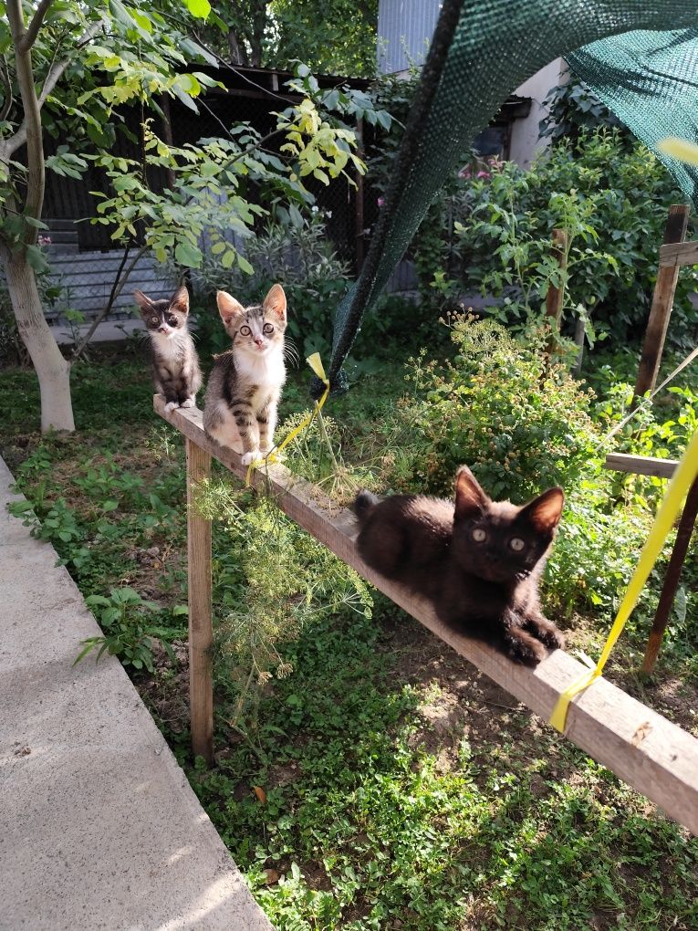 Котята в добрые руки