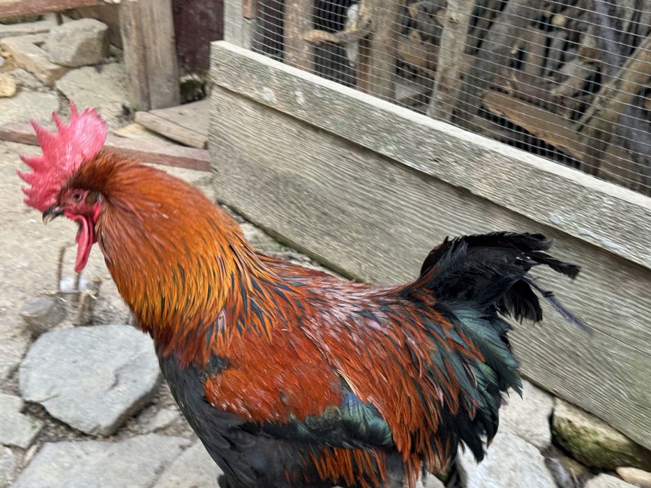Cocos marans de 2 ani